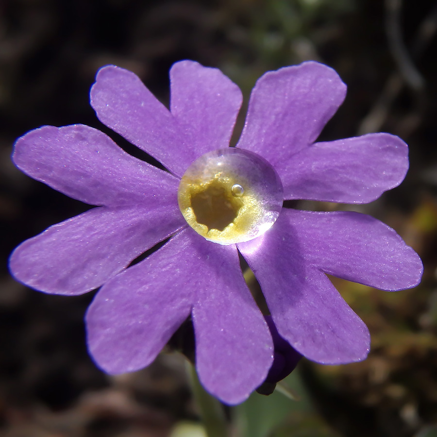 Image of Primula algida specimen.