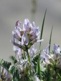 Astragalus chadjanensis. Соцветие и листья. Таджикистан, Горно-Бадахшанская автономная обл., Мургабский р-н, окр. сельской общины (кишлака) Каракуль; Восточный Памир, денудационный шлейф западного макросклона Сарыкольского хребта, восточный берег оз. Каракуль; экотонный пояс автоморфных гемигалофитно-пустынных солончаков (в комплексе с высокогорной пустыней) на сползающих в озёрную котловину продуктах эрозии, выс. 3930 м н.у.м. 16 августа 2018 г.