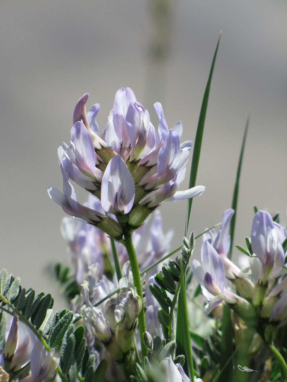 Изображение особи Astragalus chadjanensis.