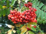 Sorbus aucuparia. Соплодия и части листьев. Украина, Ивано-Франковская обл., Болеховский горсовет, Поляницкий сельсовет, Поляницкий региональный ландшафтный парк, ур. \"Скалы Довбуша\", смешанный лес. 05.08.2018.