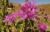 Centaurea alutacea