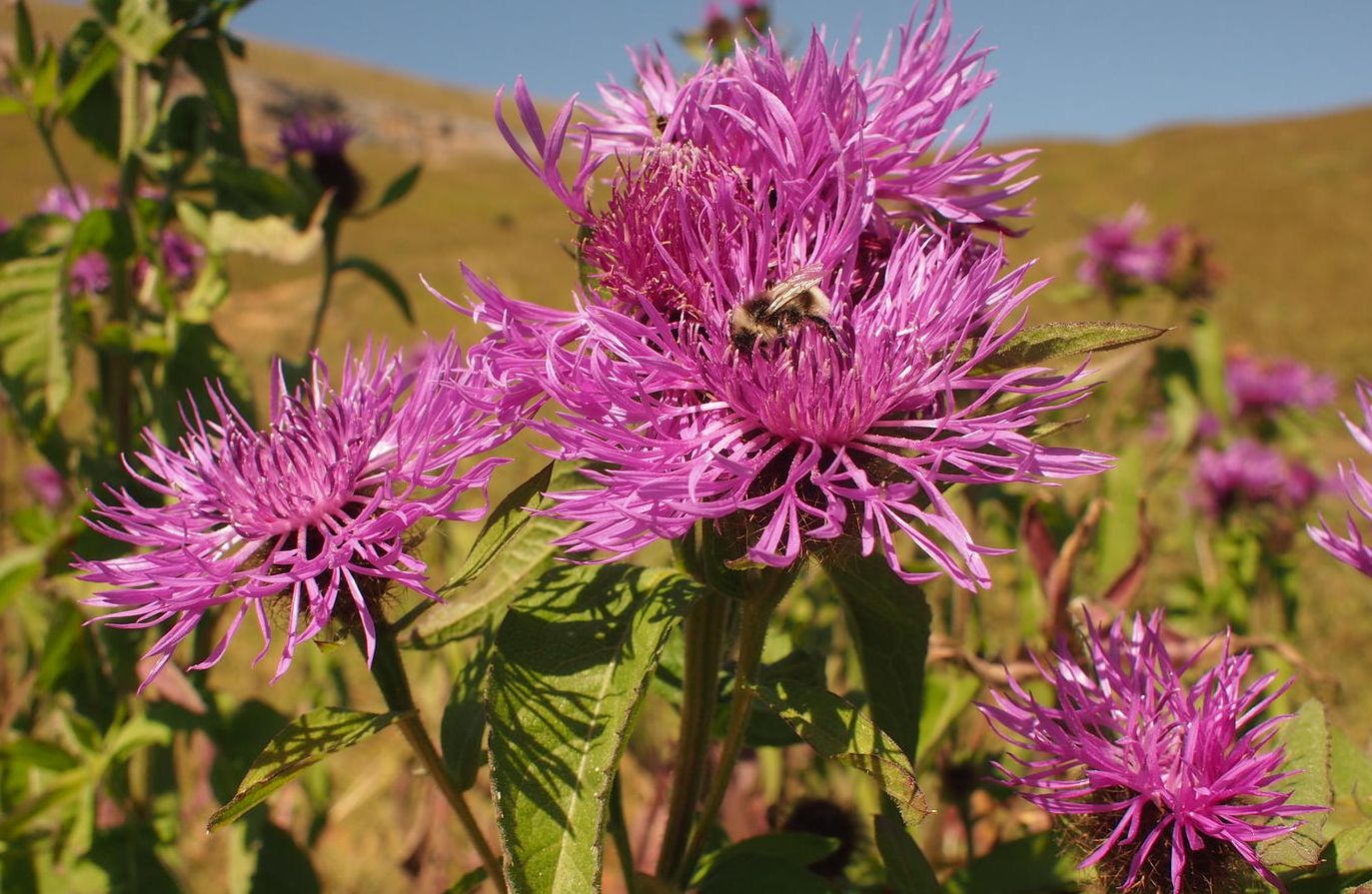 Изображение особи Centaurea alutacea.