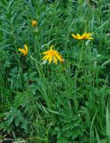 Tragopogon altaicus