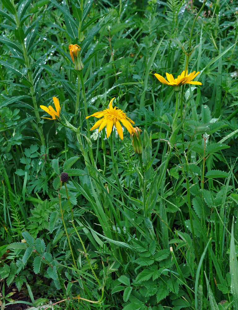 Изображение особи Tragopogon altaicus.