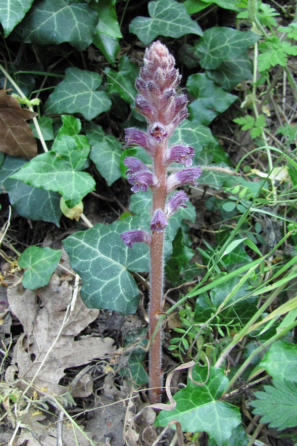 Изображение особи Orobanche pubescens.