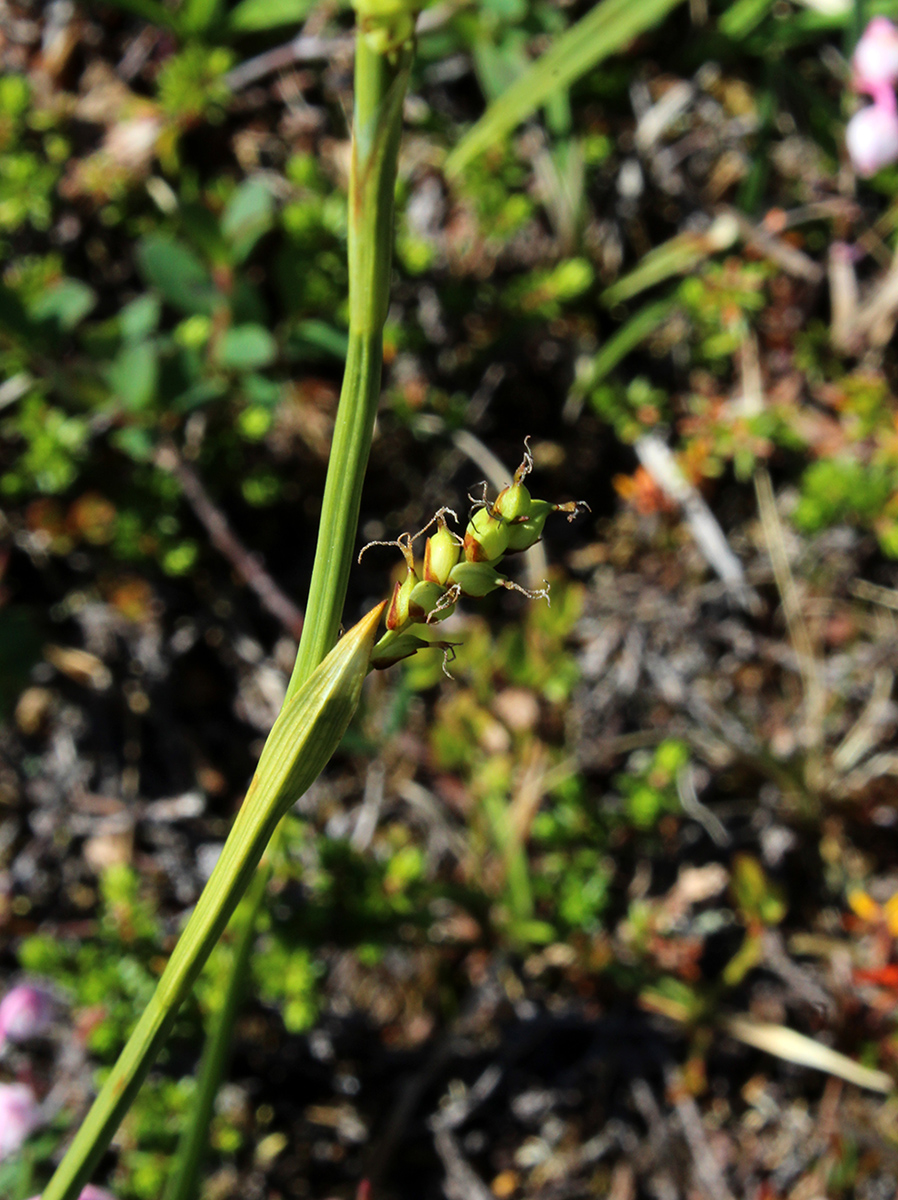 Image of Carex vaginata ssp. quasivaginata specimen.