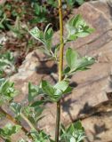 Salix caprea. Часть ветви с молодыми побегами. Иркутская обл., Иркутский р-н, ур. Ушканья падь, каменистый берег оз. Байкал. 30.05.2018.