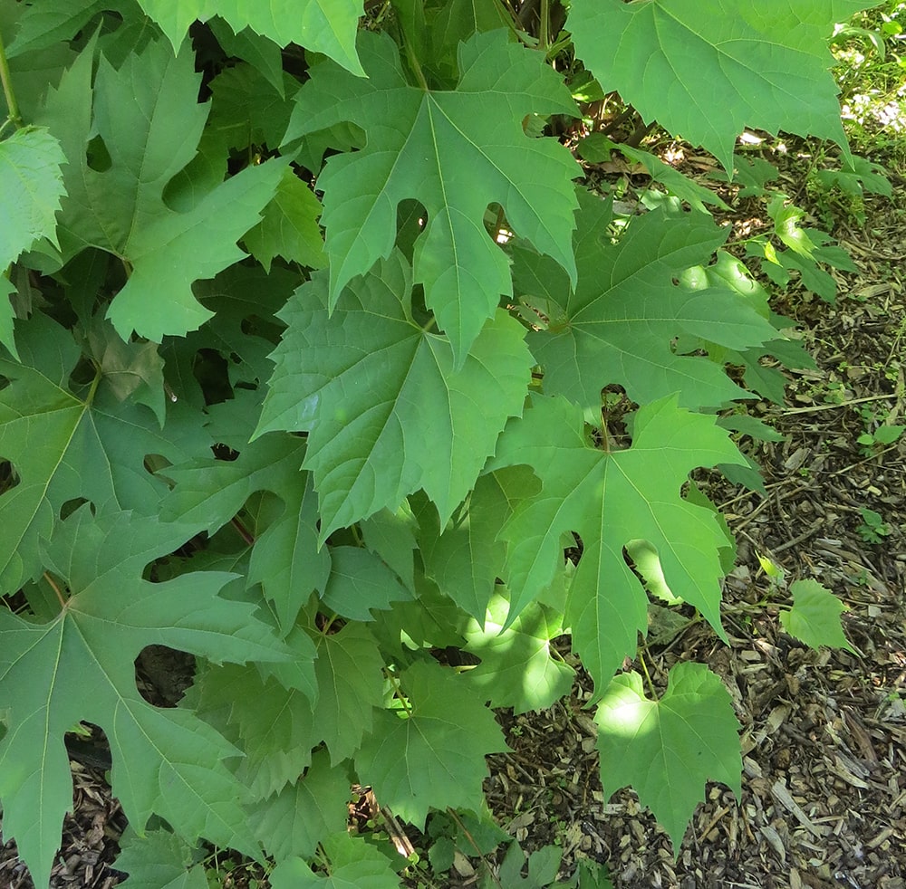 Image of Vitis riparia specimen.