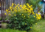 Trollius europaeus