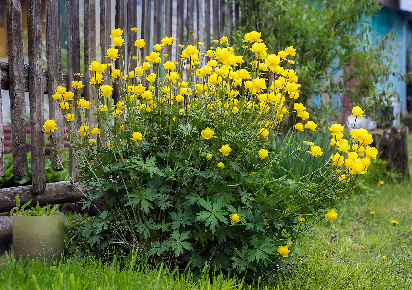 Изображение особи Trollius europaeus.