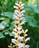 Orobanche krylowii