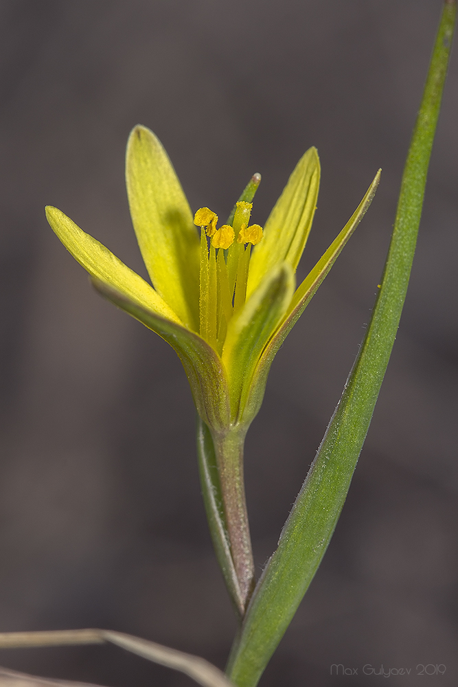 Image of Gagea pusilla specimen.