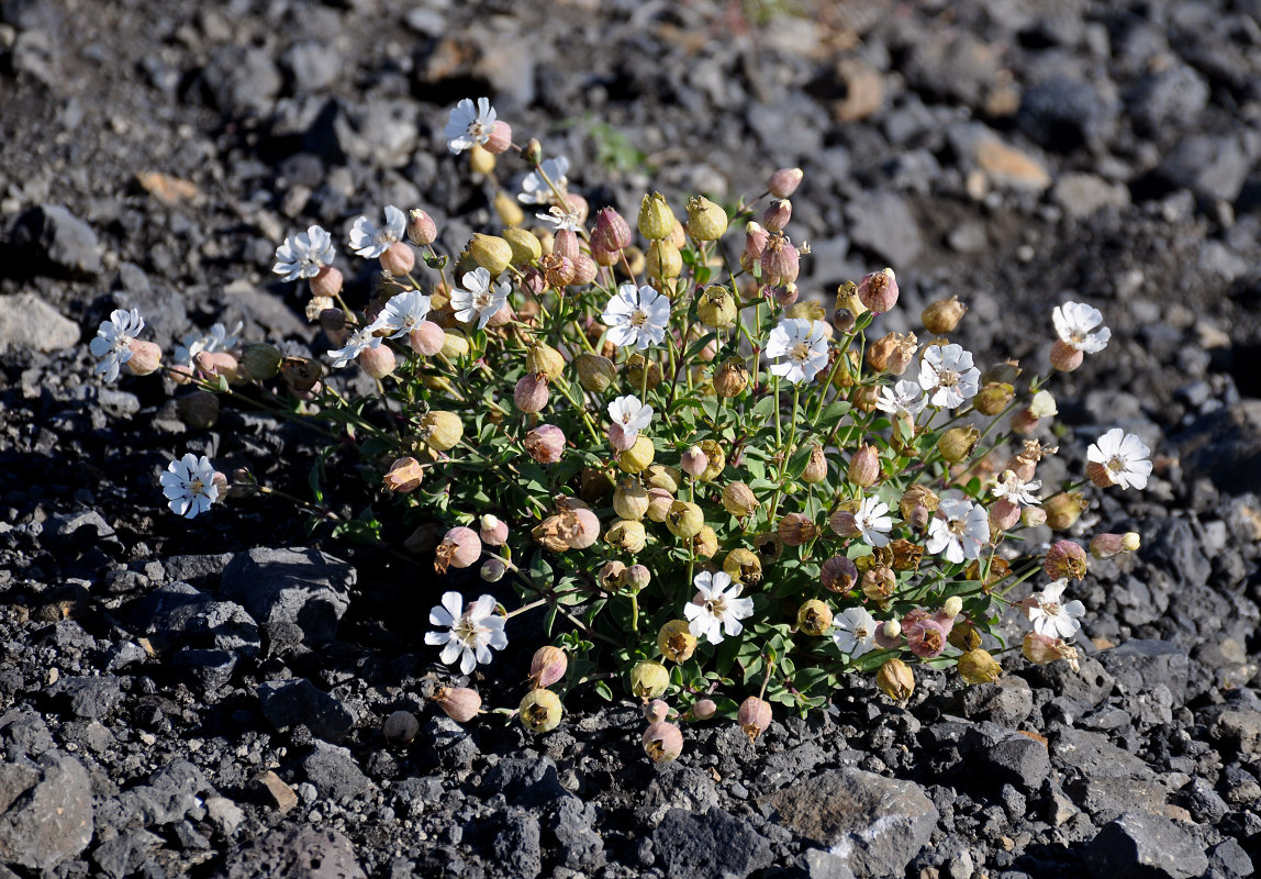 Image of Oberna uniflora specimen.