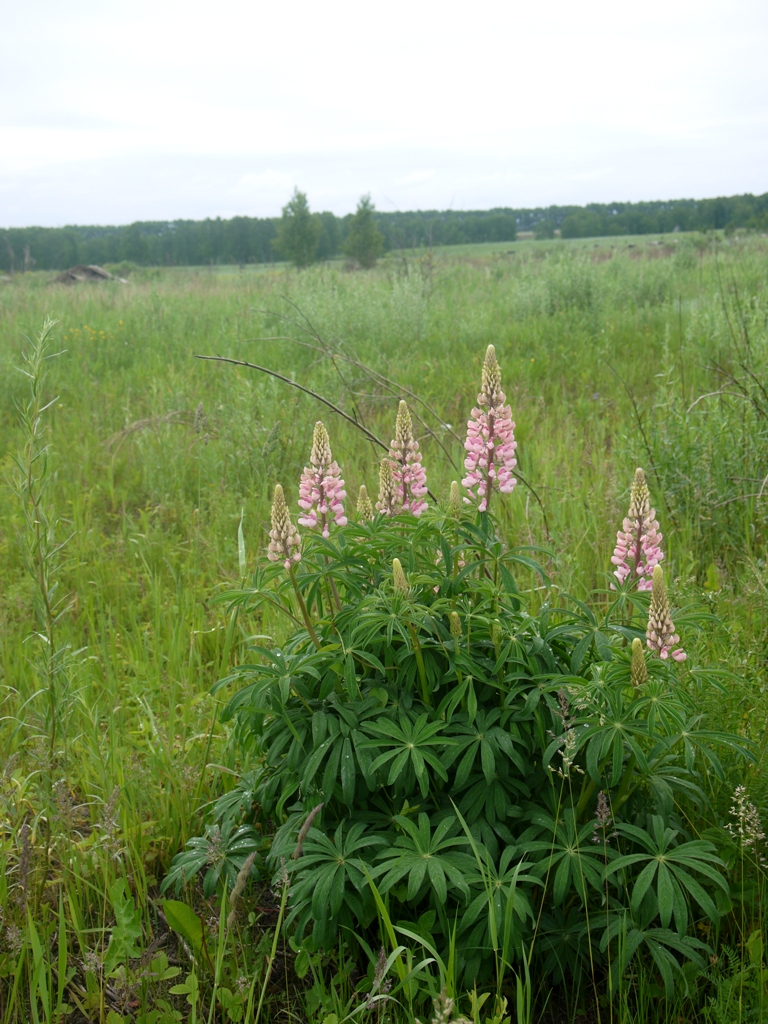 Изображение особи Lupinus &times; regalis.