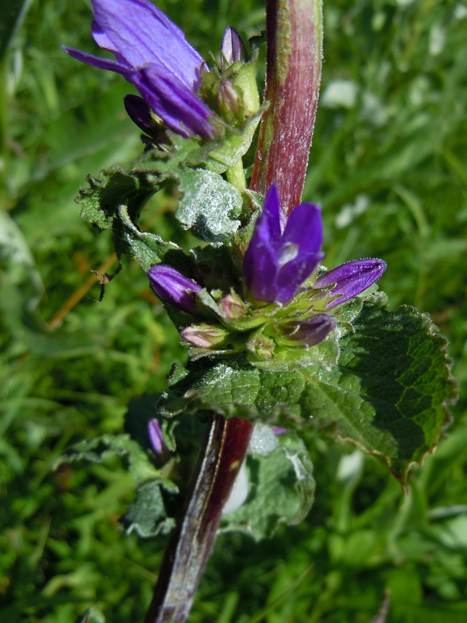 Image of Campanula farinosa specimen.