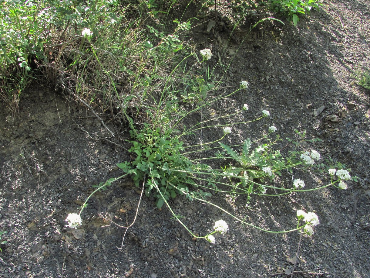 Изображение особи Valeriana cardamines.