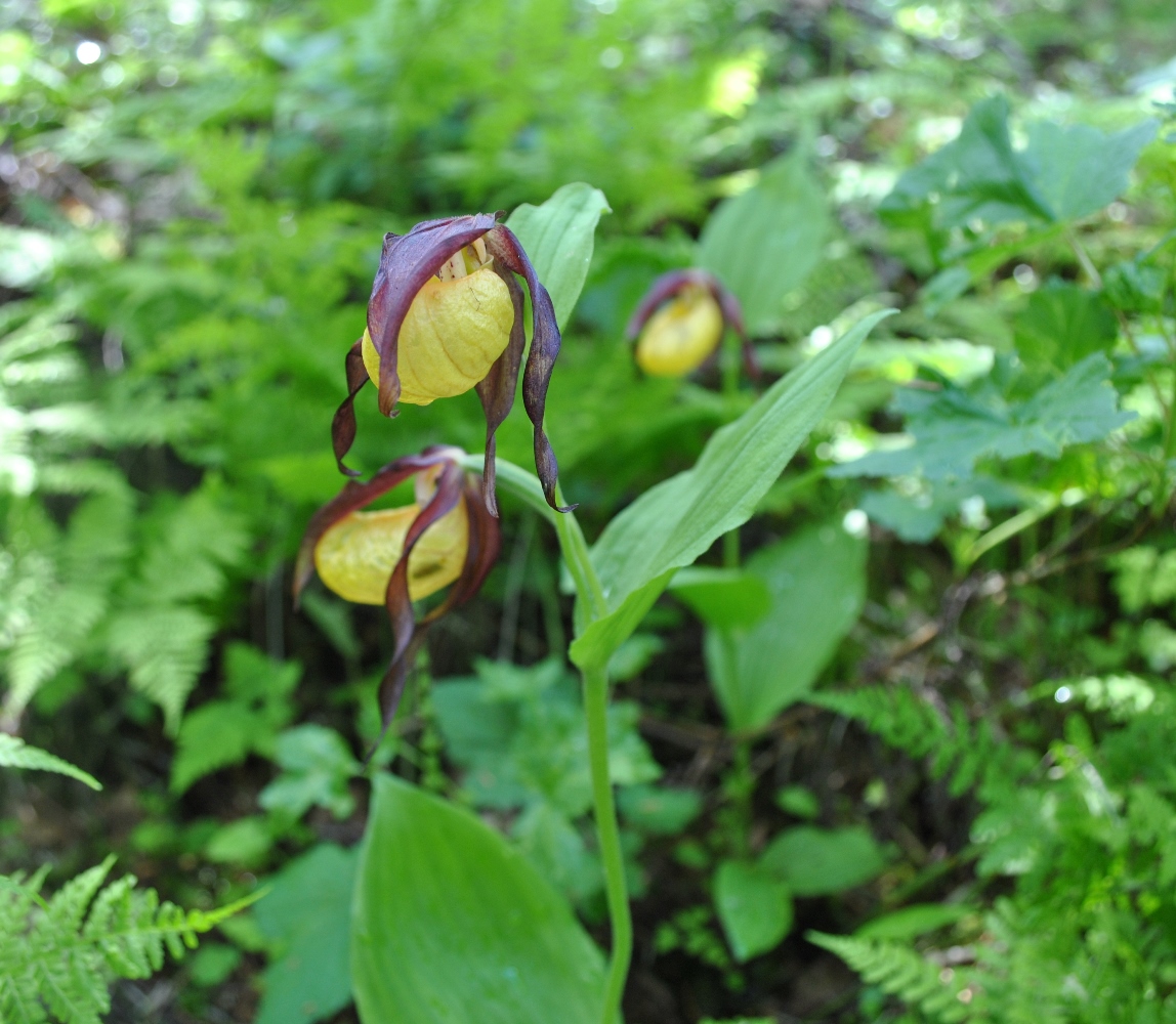 Image of Cypripedium calceolus specimen.