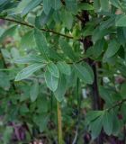 Spiraea alba