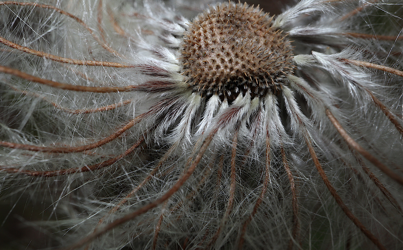 Image of Pulsatilla vernalis specimen.