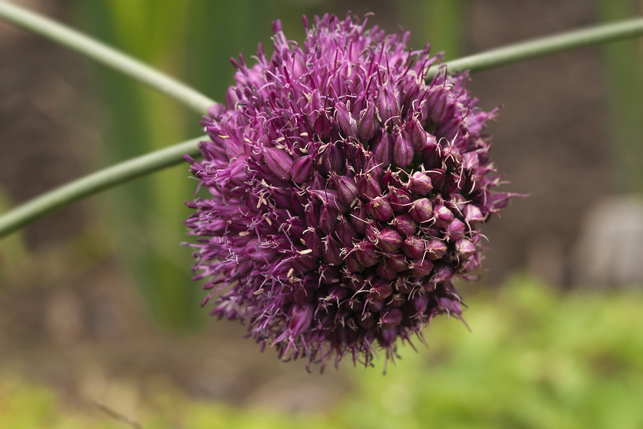 Изображение особи Allium sphaerocephalon.