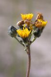 genus Pilosella. Общее соцветие с трупиком(?) муравья. Ленинградская обл., Гатчинский р-н, окр. дер. Авколево, карьер \"Елизаветино\", зарастающая обочина грунтовой дороги. 16.06.2019.