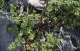 Daucus carota subspecies hispanicus. Прикорневая часть растения. Испания, Каталония, пров. Жирона, комарка Альт Эмпорда, муниципалитет Кадакес, мыс Креус, окр. маяка Far de cap de Creus, в расщелине скалы. 18.06.2019.