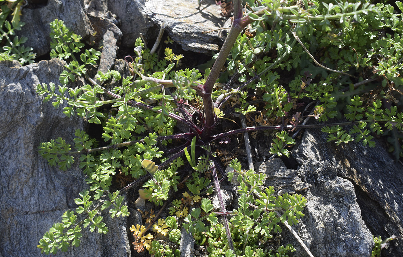 Image of Daucus carota ssp. hispanicus specimen.