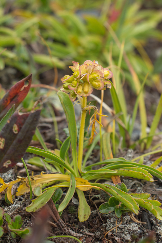 Image of Patrinia sibirica specimen.