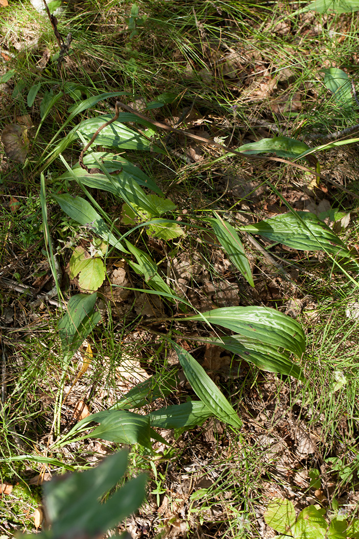 Изображение особи Scorzonera humilis.