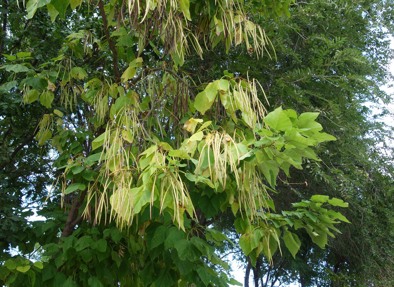 Изображение особи Catalpa bignonioides.