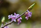 Daphne mezereum. Верхушка побега с цветками. Республика Адыгея, Майкопский р-н, окр. с. Новопрохладное (Сахрай), хр. Передовой, южный склон пер. Чёртовы Ворота, сосновое редколесье, 1980 м. 23.05.2019.