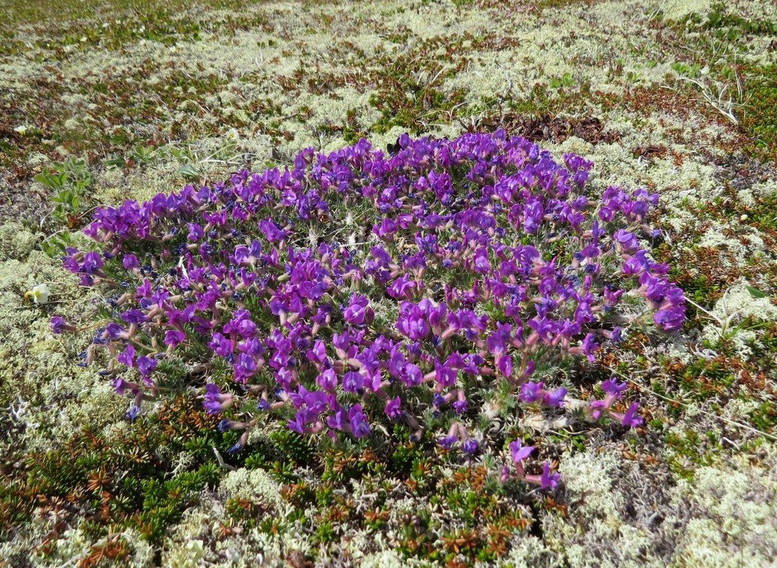 Image of Oxytropis czukotica specimen.