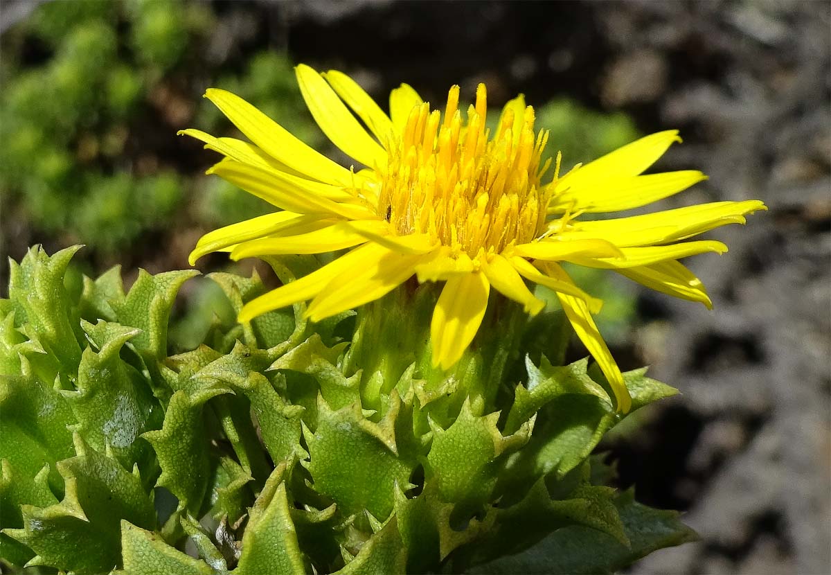 Image of Haplopappus foliosus specimen.