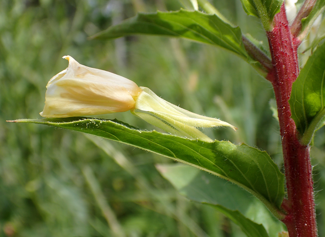 Image of Oenothera rubricaulis specimen.