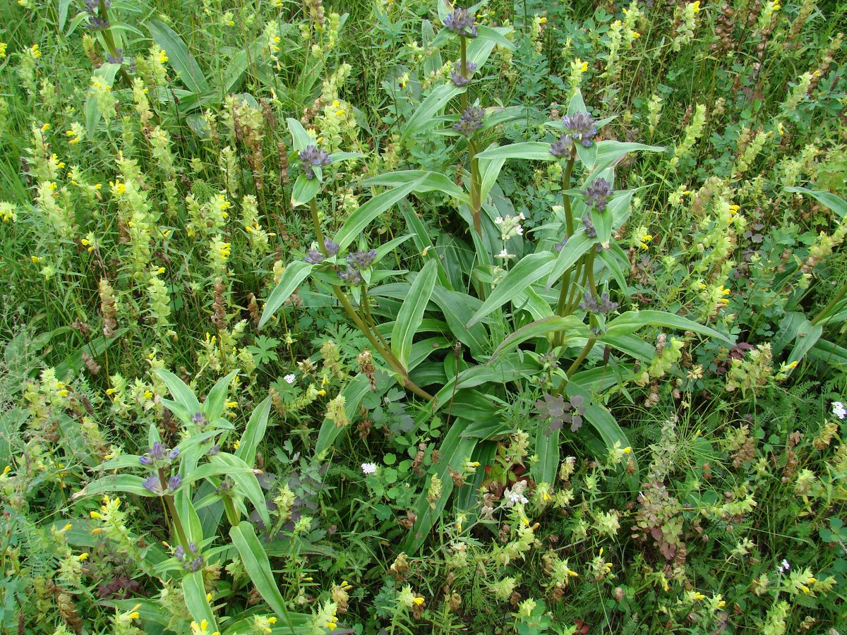 Image of Gentiana macrophylla specimen.