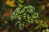 Angelica pachyptera