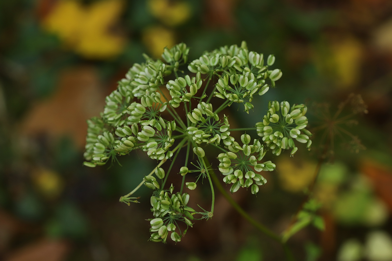 Изображение особи Angelica pachyptera.