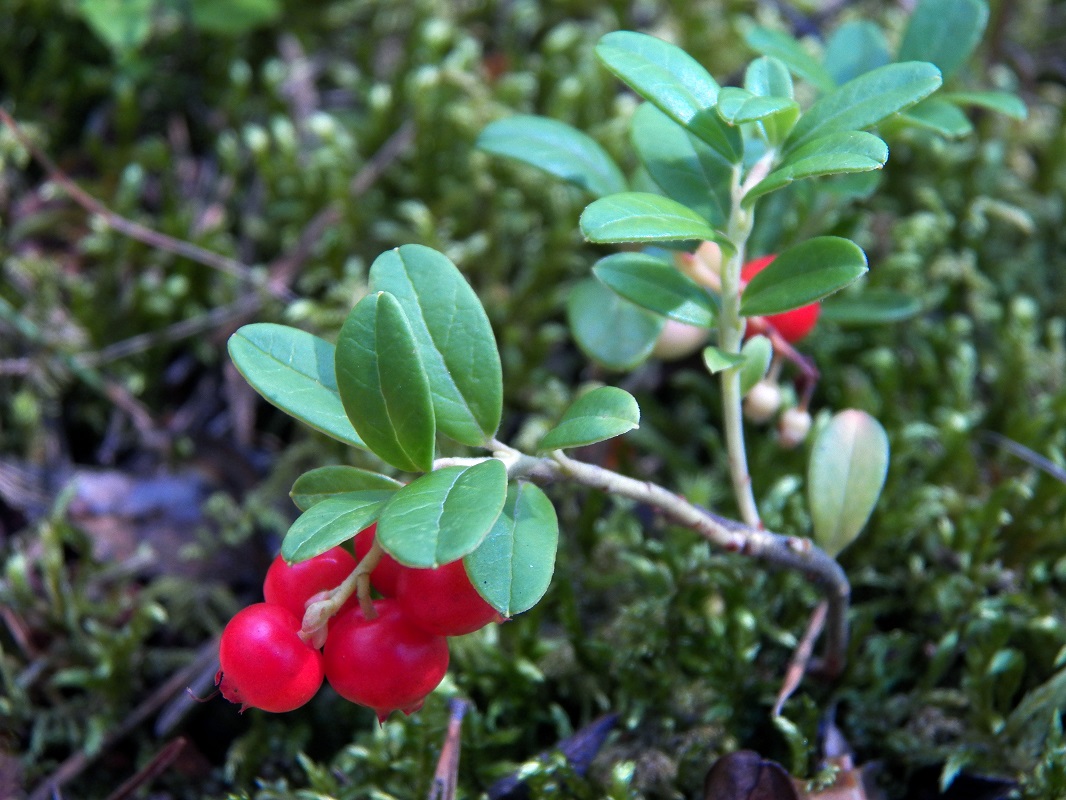 Image of Vaccinium vitis-idaea specimen.
