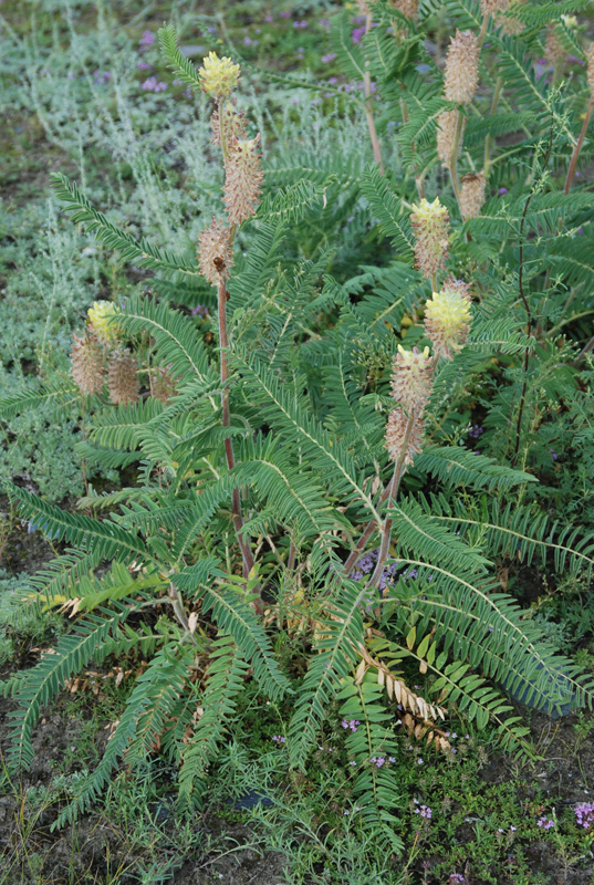 Изображение особи Astragalus alopecurus.