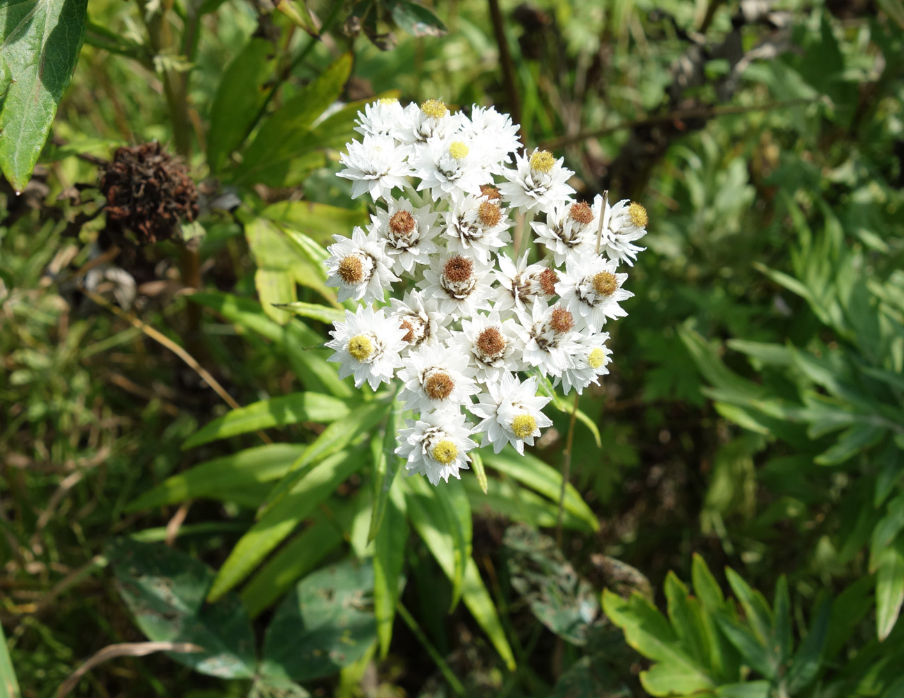 Изображение особи Anaphalis margaritacea.