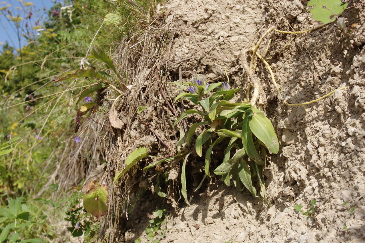 Изображение особи Gentiana cruciata.