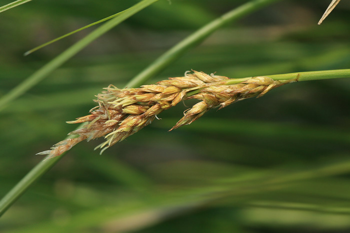 Image of Carex appropinquata specimen.