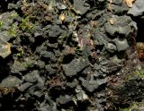 Leptogium cyanescens