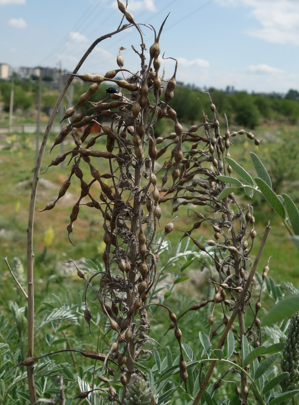 Изображение особи Pseudosophora alopecuroides.