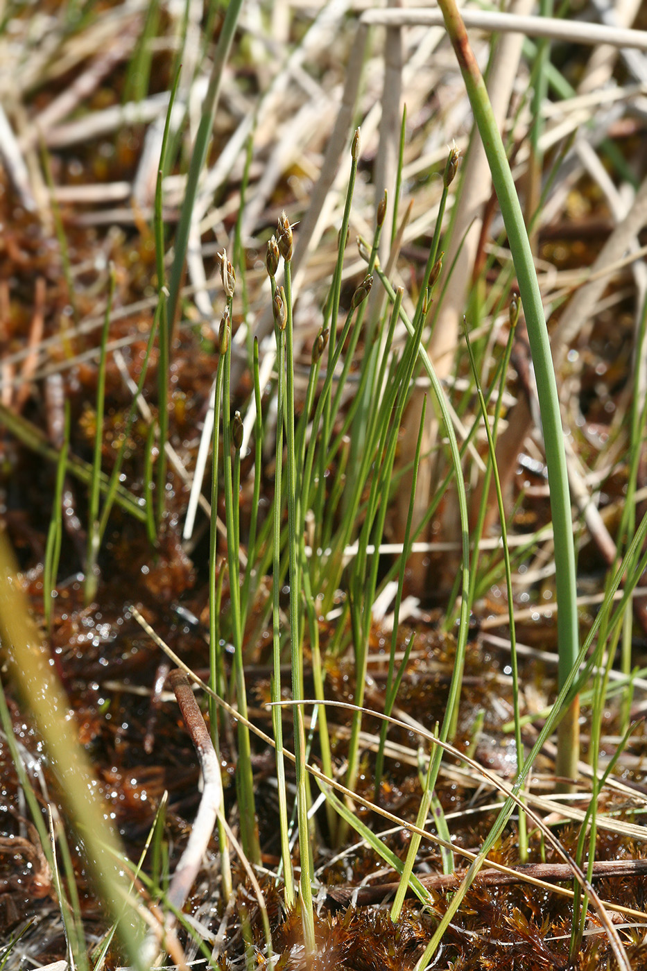 Image of Trichophorum alpinum specimen.