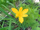 genus Hemerocallis