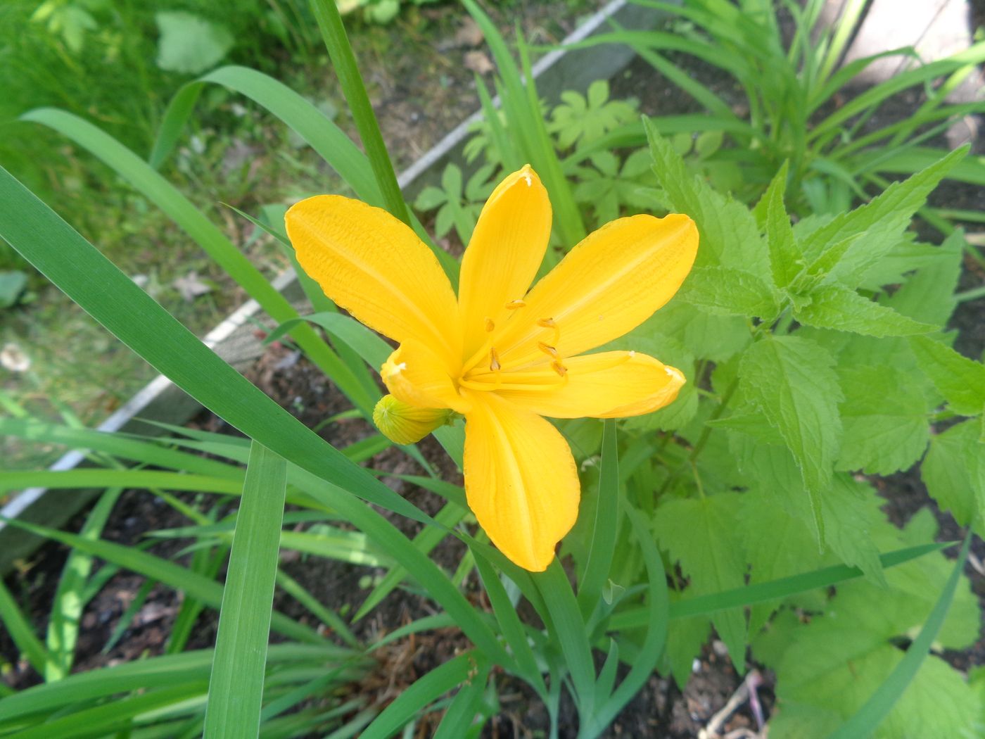 Изображение особи род Hemerocallis.