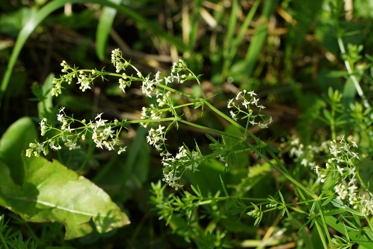 Изображение особи Galium mollugo.