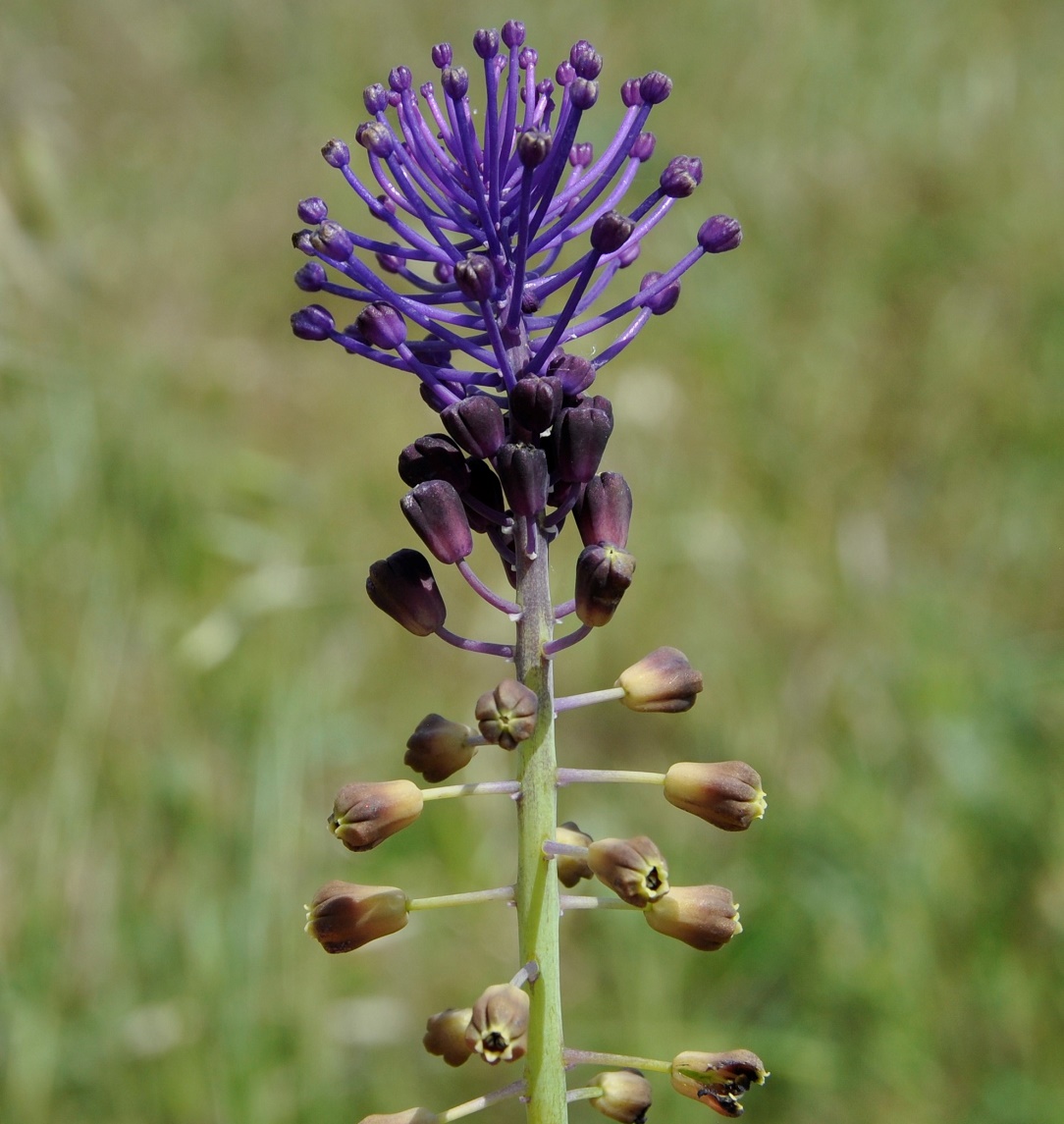 Image of Leopoldia comosa specimen.