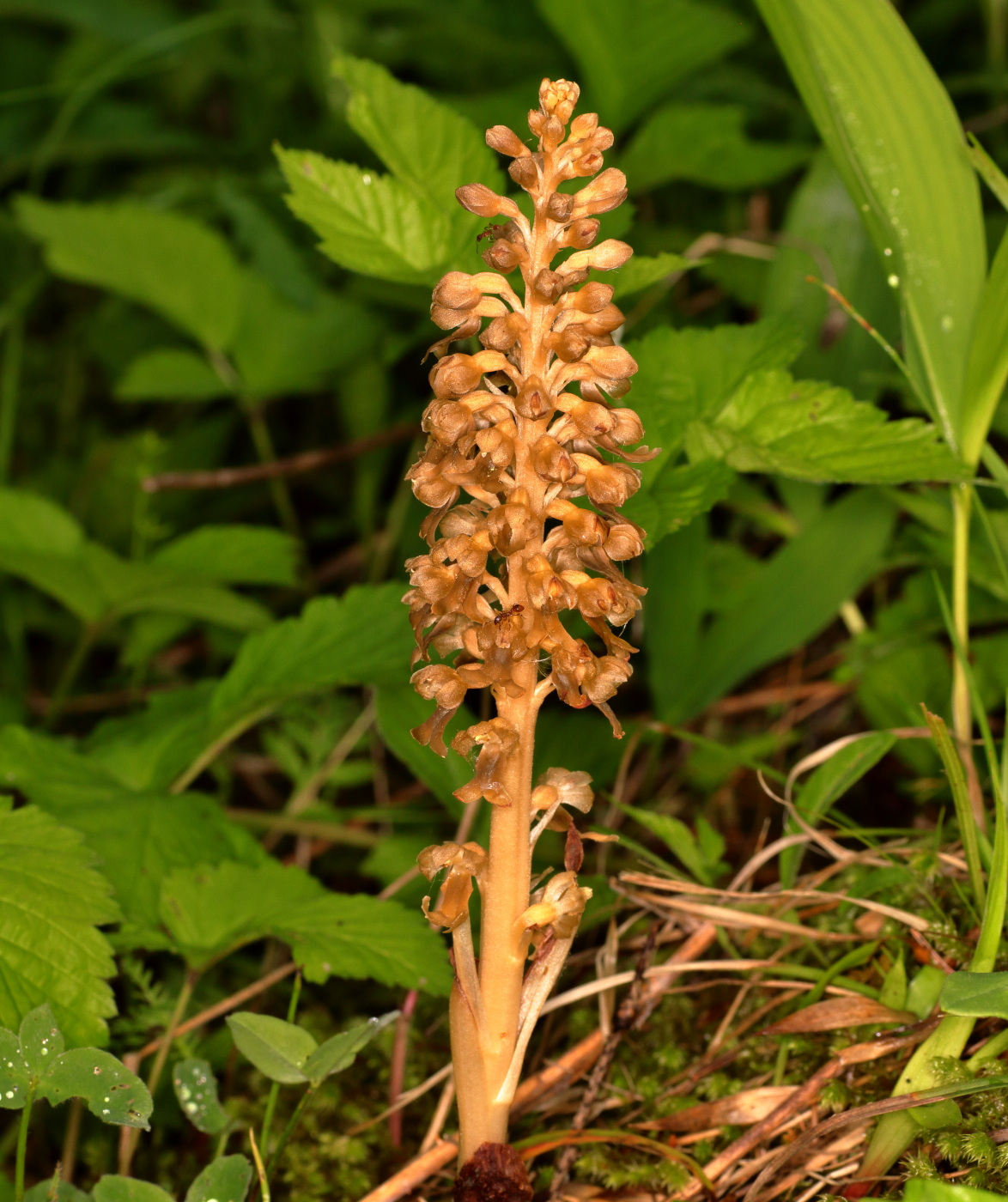 Image of Neottia nidus-avis specimen.